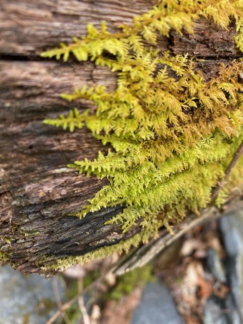 Moss